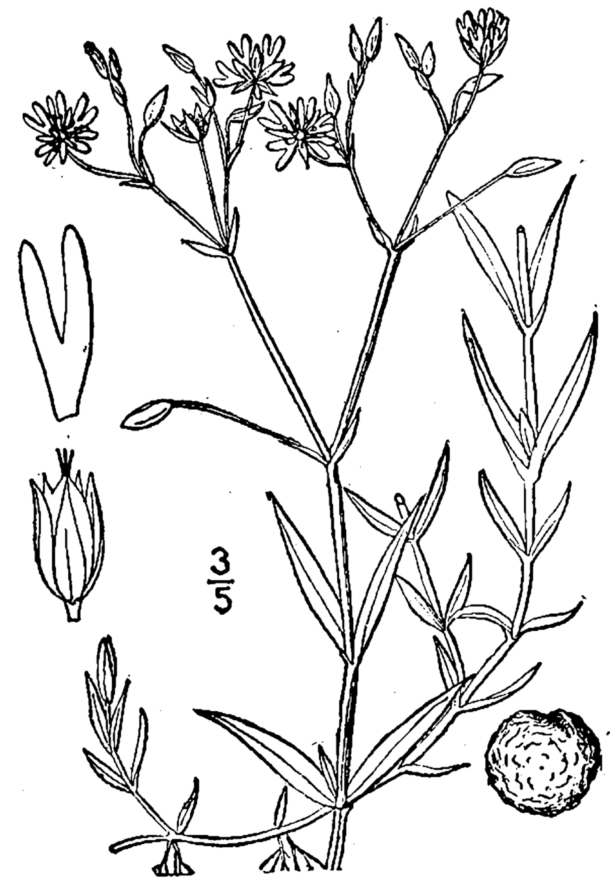 1913 Stellaria graminea botanical illustration.